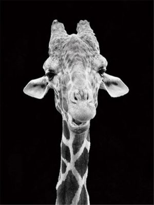 Black And White Giraffe Paint By Number