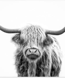 Black and White Highland Cow Paint By Number
