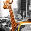 Giraffe In a Taxi Paint By Number