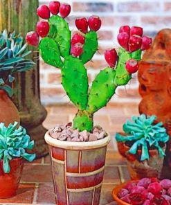 Prickly Pear Cactus Paint by numbers