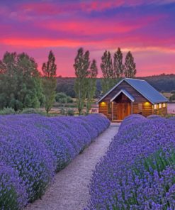 Cabin in lavender field paint by numbers