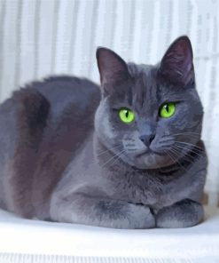 Russian-Blue-kitty-paint-by-numbers