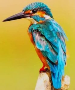 The kingfisher Bird Paint by numbers