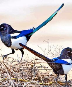 Black Billed Magpie Paint by numbers