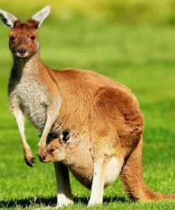 Kangaroo And Her Baby In Marsupium Pouch