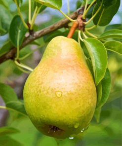 pear on tree paint by number