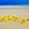 Beach Yellow Flowers paint by number