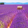Cottage And Purple Lavender Field paint by number