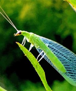Aesthetic Lacewing Insect paint by number