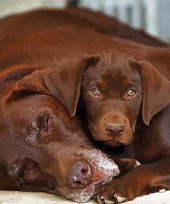 Chocolate Labrador Dogs paint by number