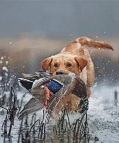 Labrador Hunting Bird In Water paint by number