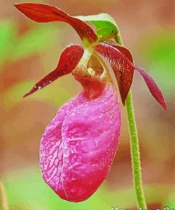Lady Slipper Orchids paint by number