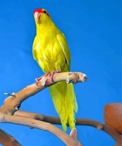 Yellow Kakariki Bird paint by number