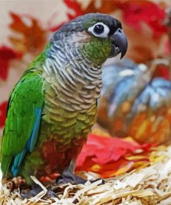 Green Cheek Conure Parakeet Bird paint by number