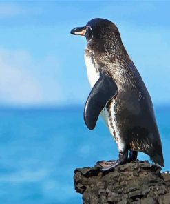 Lonely Galapagos Penguin paint by number