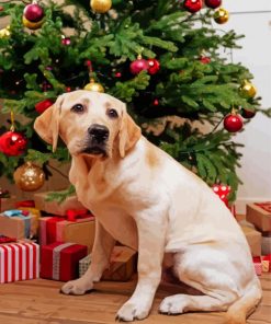 Christmas White Labrador Dog paint by number
