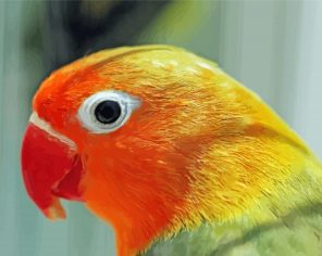 Orange And Green Bird Head Paint By Numbers