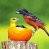Orioles Birds Paint By Numbers