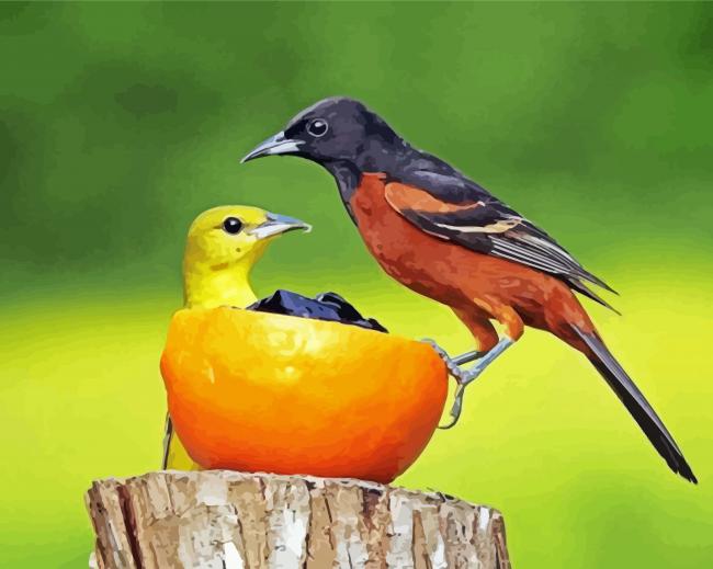 Orioles Birds Paint By Numbers