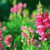 Pink Snapdragons Paint By Numbers