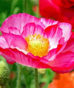 Pink White Poppy Flower paint by number