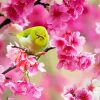 Yellow Bird And Pink Flower Paint By Numbers