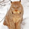 Aesthetic Canada Lynx Paint By Numbers