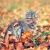 Aesthetic Cat And Leaves Paint By Numbers