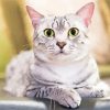 Aesthetic Grey White Cat Paint By Numbers