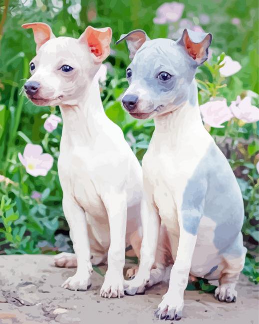 American Hairless Terrier Puppies Paint By Numbers