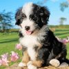 Bernedoodle Puppy Paint By Numbers