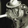 Black And White Bulldog Smoking Cigar Paint By Numbers