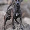 Black Patterdale Terrier Dog Paint By Numbers