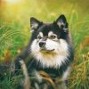 Black And White Finnish Lapphund Paint By Numbers