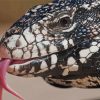 Black And White Tegu Lizard Head Paint By Numbers