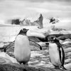Black And White Penguins On Rock Paint By Numbers