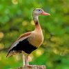 Black Bellied Whistling Duck Paint By Numbers