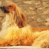Blonde Afghan Hound Dog Paint By Numbers