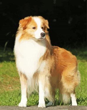 Blonde Border Collie Dog Paint By Numbers