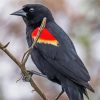 Red Winged Blackbird Paint By Numbers