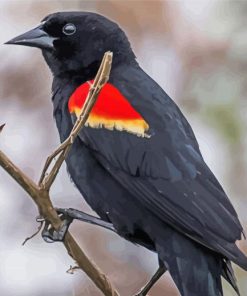 Red Winged Blackbird Paint By Numbers
