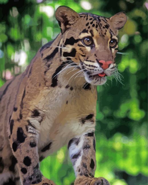 Clouded Leopard Animal Paint By Numbers