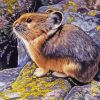 Collared Pika Paint By Numbers