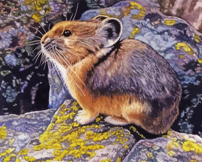 Collared Pika Paint By Numbers