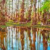 Florida Big Cypress Paint By Numbers