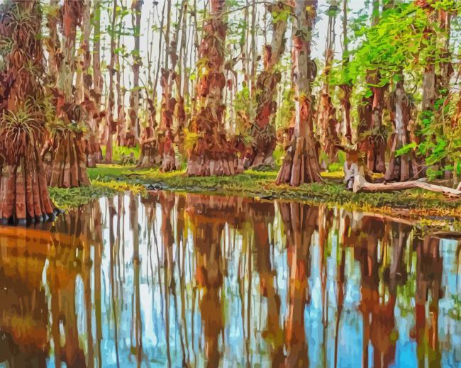 Florida Big Cypress Paint By Numbers