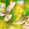 Flying Kestrel Birds Paint By Numbers
