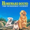Homeward Bound The Incredible Journey Poster Paint By Numbers
