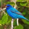 Indigo Bunting Bird In A Branch Paint By Numbers