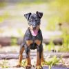 Manchester Terrier Puppy Paint By Numbers